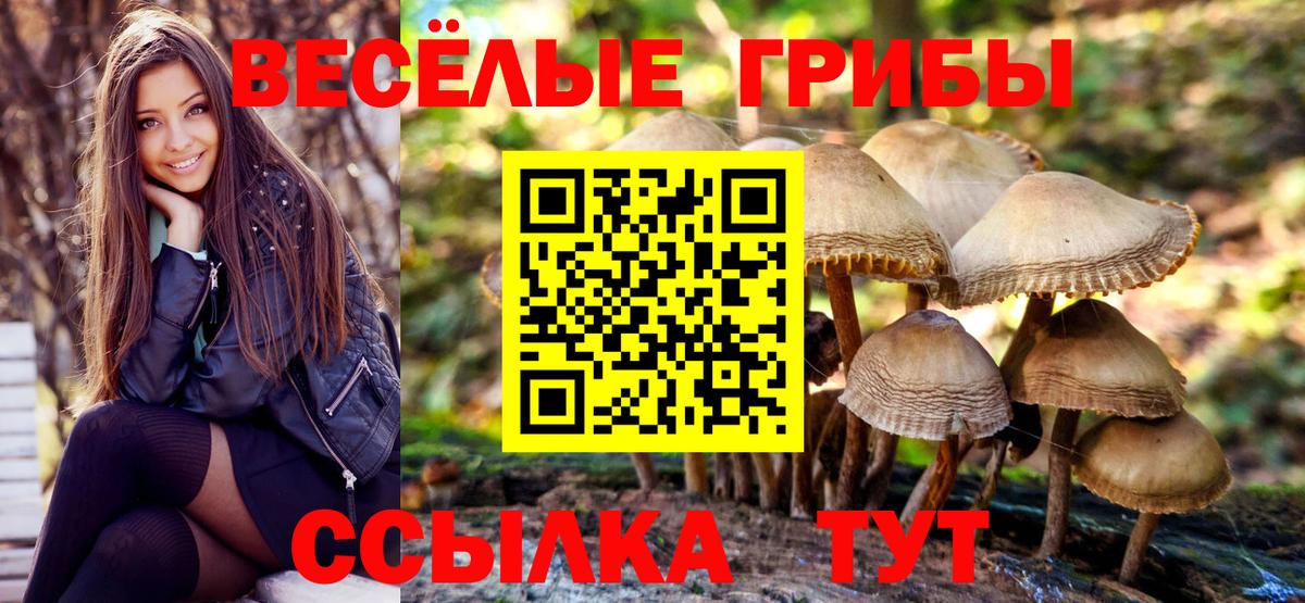 Галлюциногенные грибы Psilocybine cubensis Глазов